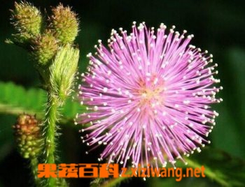 含羞草的功效与作用