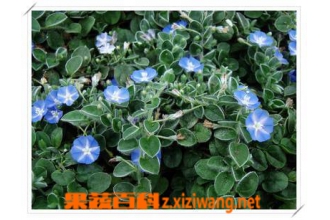 土丁桂的功效与作用