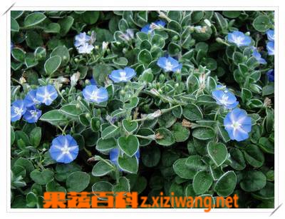 果蔬百科土丁桂的功效与作用