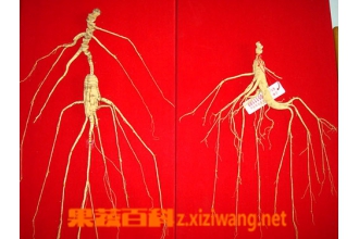 野山参怎么吃