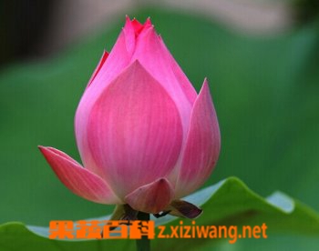 果蔬百科荷花