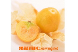 含羞果图片和功效作用