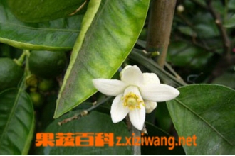 代代花枳的功效与作用