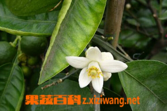 果蔬百科代代花枳