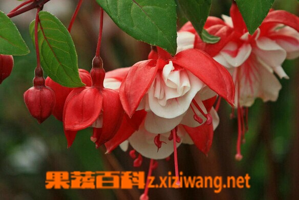 果蔬百科倒挂金钟