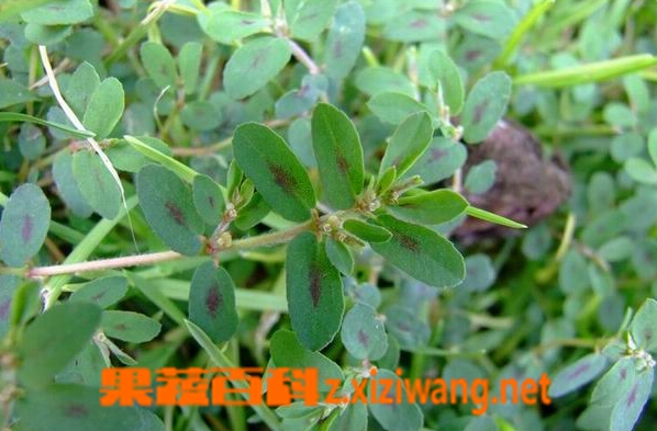 果蔬百科地锦草
