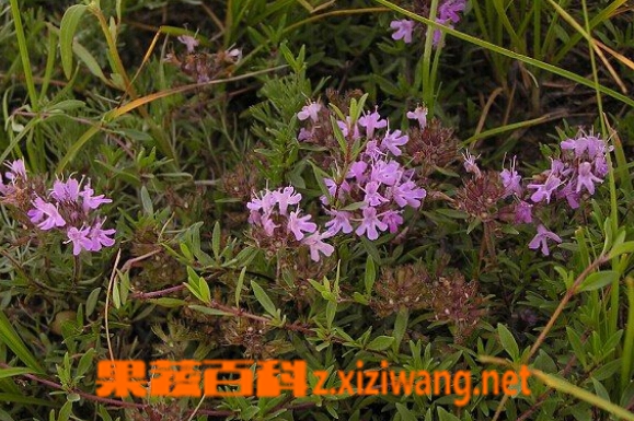 果蔬百科地椒