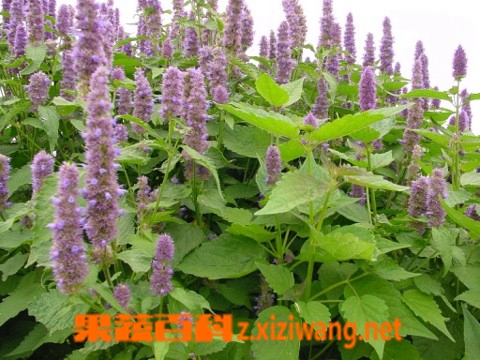 果蔬百科藿香