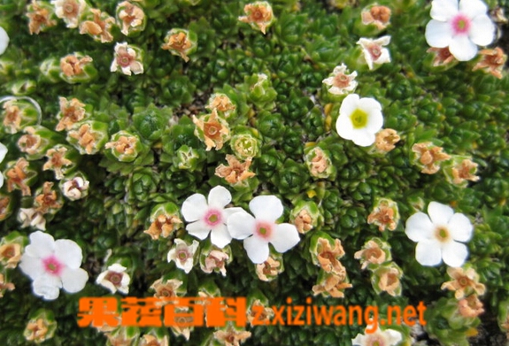 果蔬百科垫状点地梅