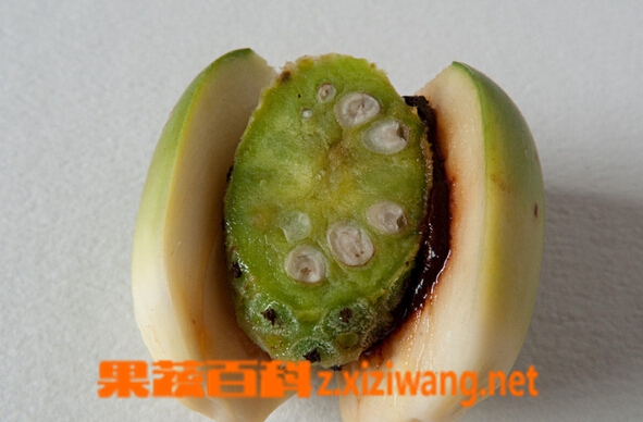 果蔬百科槟榔