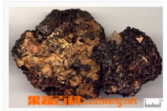 干漆的功效与作用