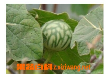 果蔬百科颠茄草