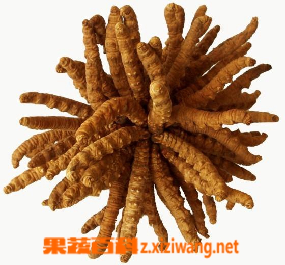 果蔬百科虫草
