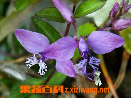 果蔬百科瓜子金