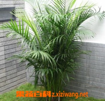 果蔬百科观音竹