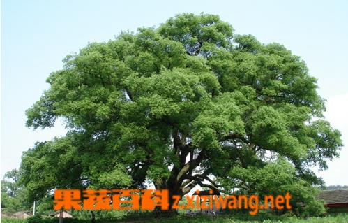 果蔬百科樟木
