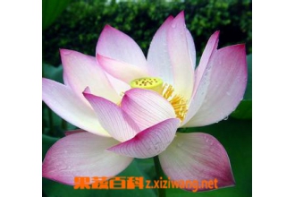 朱顶红的功效与作用