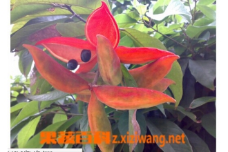苹婆营养成份和功效作用