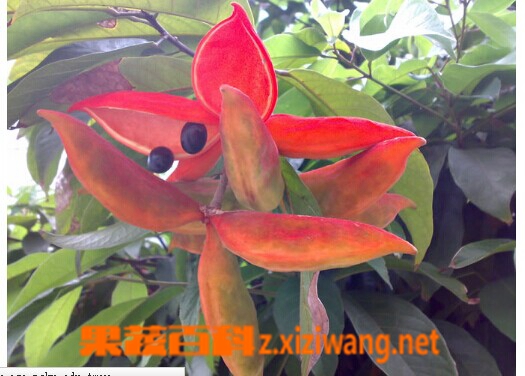 果蔬百科苹婆