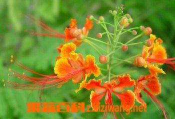 果蔬百科金凤花