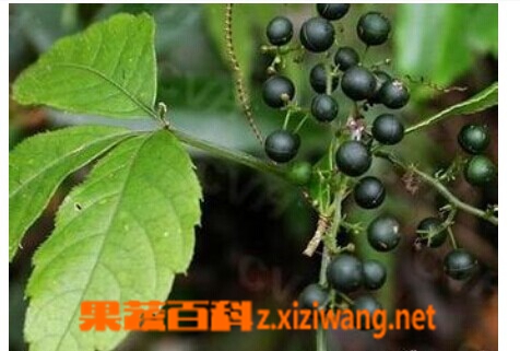 果蔬百科绞股蓝