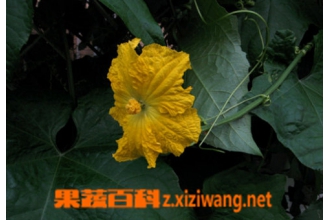 丝瓜花的功效与作用