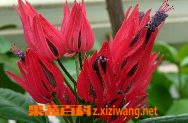 果蔬百科多花孔雀葵