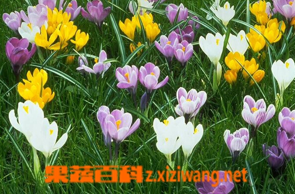 果蔬百科番红花