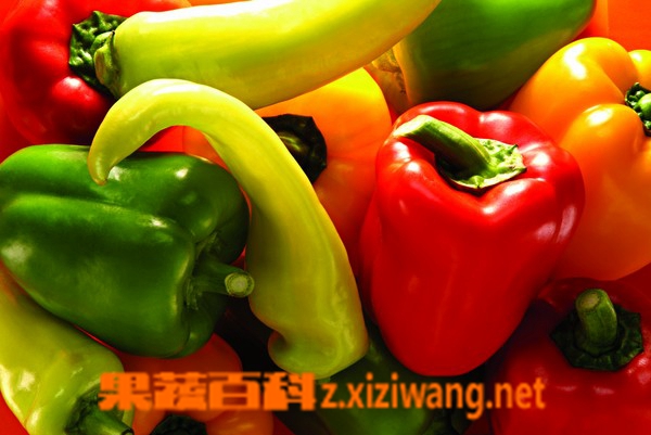 果蔬百科太空椒