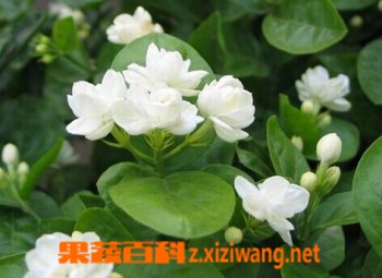 果蔬百科茉莉