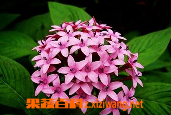 果蔬百科繁星花