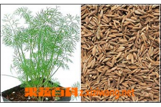 香莳萝的功效与作用