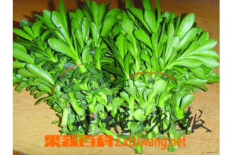 养心菜的功效与作用