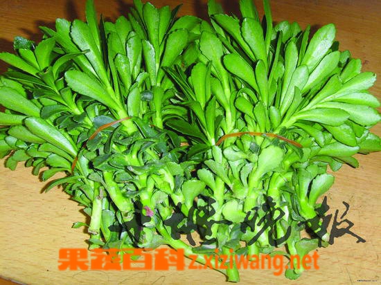 果蔬百科养心菜