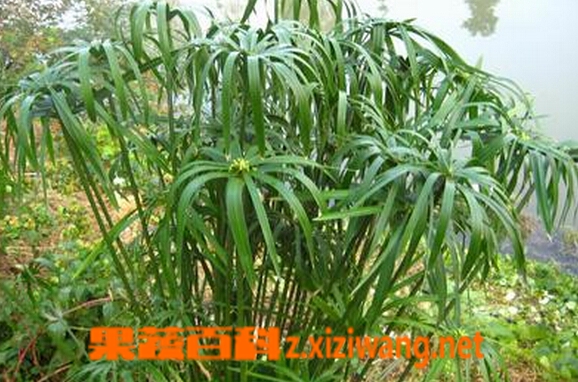 果蔬百科风车草
