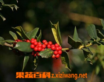 果蔬百科欧洲卫矛