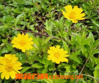 蟛蜞菊的功效与作用