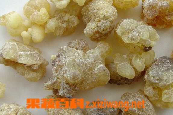 果蔬百科乳香