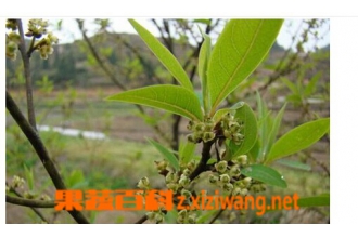 荜澄茄的功效与作用