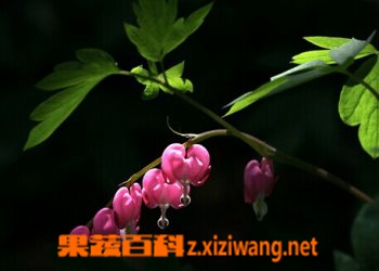 果蔬百科荷包牡丹