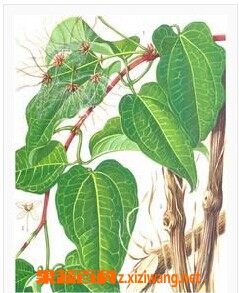 果蔬百科川木通