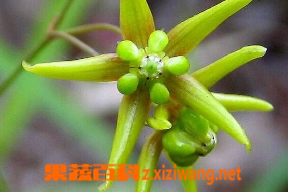 果蔬百科徐长卿