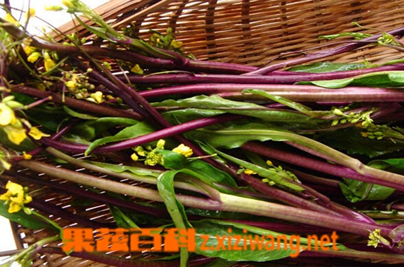 果蔬百科菜薹