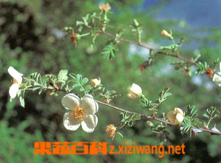 果蔬百科腺叶绢毛蔷薇的功效与作用