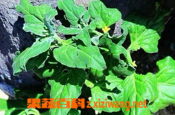 果蔬百科番杏