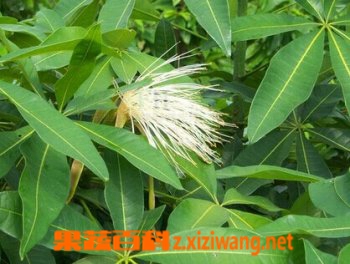 果蔬百科瓜栗