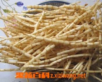 果蔬百科茅根