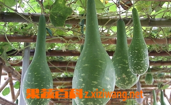 果蔬百科瓠子