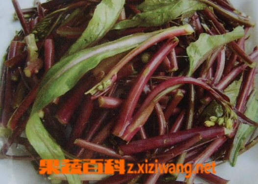 果蔬百科红菜