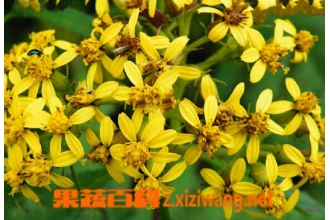 千里光的功效与作用